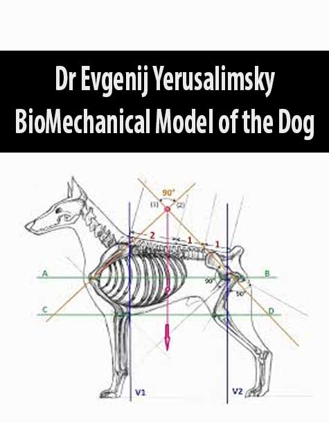 [Download Now] Dr Evgenij Yerusalimsky – BioMechanical Model of the Dog